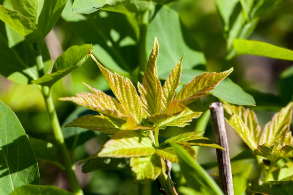 New sprouted sprouts and leaves of shrubs during the spring warming