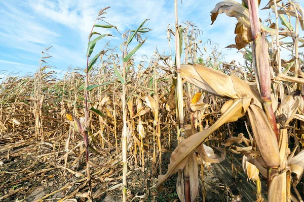 ripe yellow dried corn growing in an agricultural field