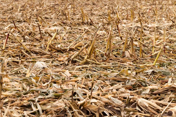 agricultural field where maize crop gathered. On the ground, left lying orange leaves and husks of corn. Photo close-up, small depth of field. Autumn season