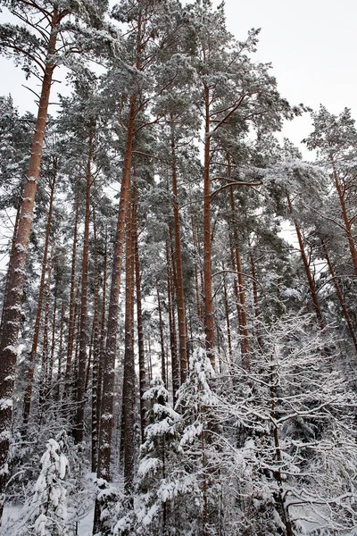 tall old long-growing pines covered in winter with white frost, night frosts