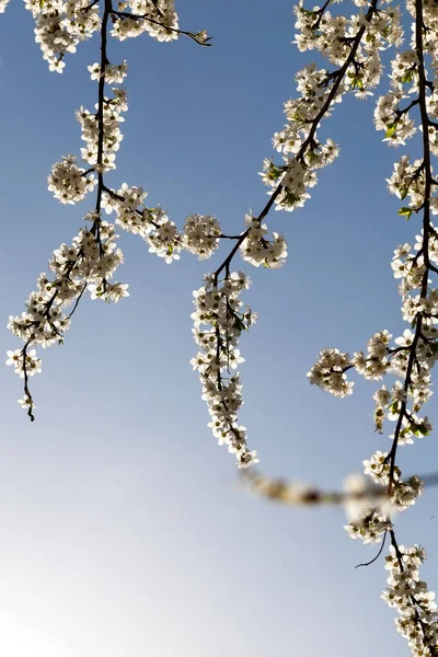 long branches of fruit tree cherry with a lot of white flowers in the spring season, against a blue sky with sunlight behind a tree, the expected high yield of red cherries
