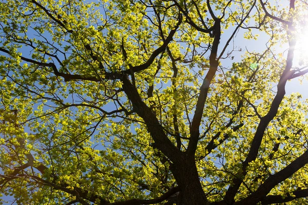 Crown of oak with young leaves that began to grow in spring, closeup — Stock Image Crown Oak Young Leaves Began Grow Spring Closeup Royalty Free Stock Images