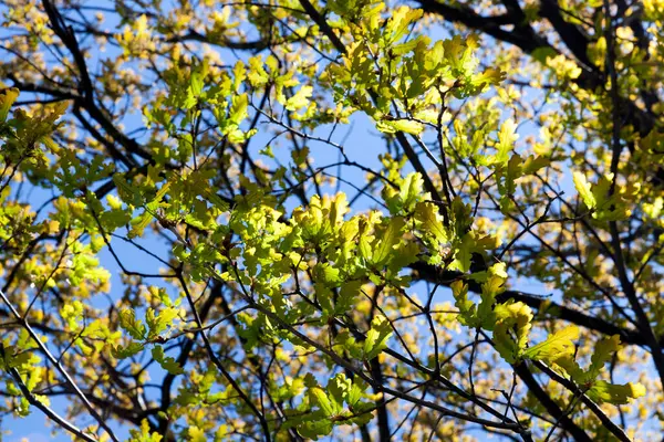 Crown of oak with young leaves that began to grow in spring, closeup — Stock Image Crown Oak Young Leaves Began Grow Spring Closeup Royalty Free Stock Images