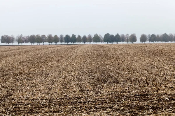 cut dry corn stalks in the field fall, In the background growing number of trees in the fog,