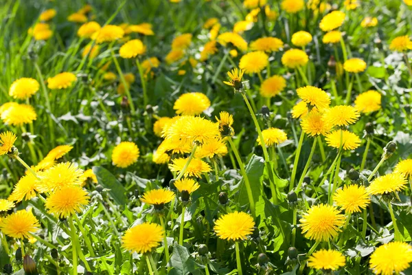 blooming yellow dandelions on a meadow with green grass, closeup