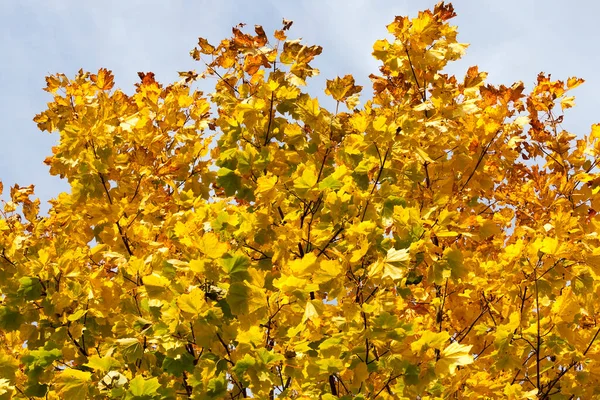 maple branches with orange and yellow foliage to the beginning of the fall foliage, closeup