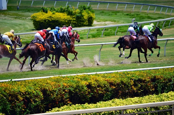 Racehorses Heading First Turn Claim Race Gulfstream Park Hallendale Florida — стоковое фото