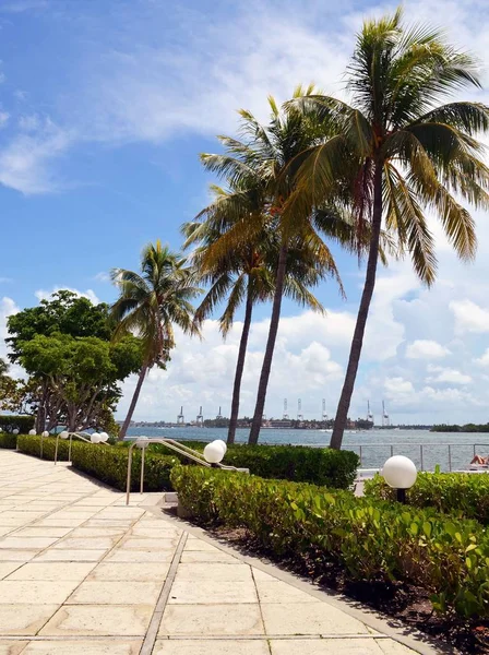 Coconut Palm Trees Part Landscaping Condominium Miami Beach Florida — Stock Photo, Image