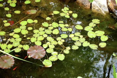 Bir ülke Bahçe izole sabah zafer çiçek.