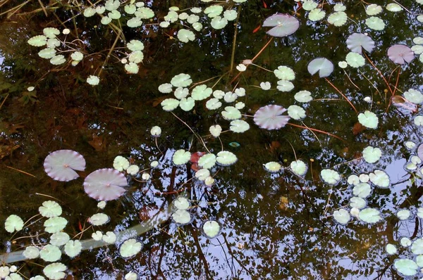 カントリー ガーデンの美しい池 — ストック写真