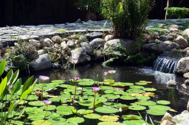 Green lily pads and pink lotus blossoms in a Japanese garden pond 