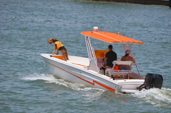 若いカップルとペットのアイリーデール テリアは 単一の船外エンジンを搭載した小さな白い漁船でビスケーン湾で土曜日の午後のクルーズを楽しんでいます — ストック写真