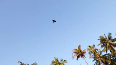vahşi kartal yüksek tropik yeşil palmiye ağaçlarında üzerinde mavi gökyüzünde uçar