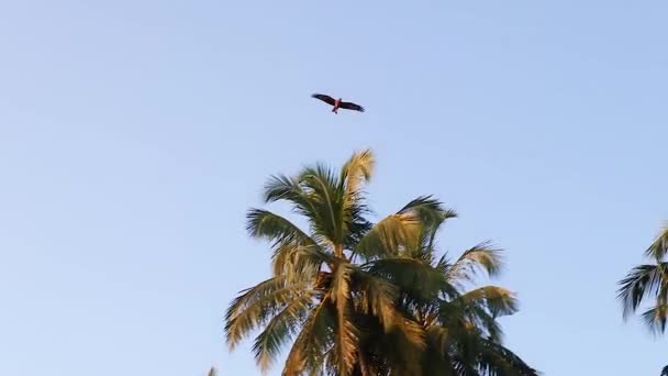 Closeup Wild Adelaar Vliegt Hoog Blauwe Lucht Groene Palmbomen Tropen — Stockvideo