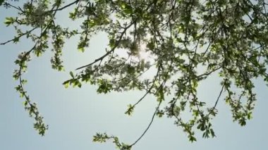 closeup zoom mavi gökyüzü karşı bahar beyaz çiçek ağaçlar brunch ile güneş ışığından