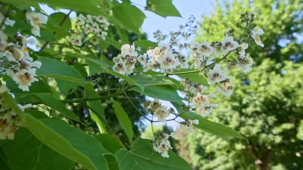 Nahaufnahme Baumzweig Mit Weißen Blütenblumen Und Schmetterling Auf Einem Grünen — Stockvideo