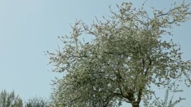 bahar beyaz çiçek ağaçlarda aşağı Panorama