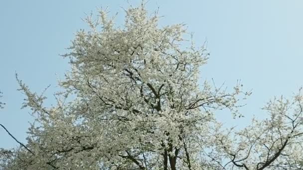 Alejarse de los árboles de flor blanca en primavera — Vídeos de Stock