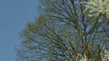 bahar beyaz çiçek ağaçlarda aşağı Panorama