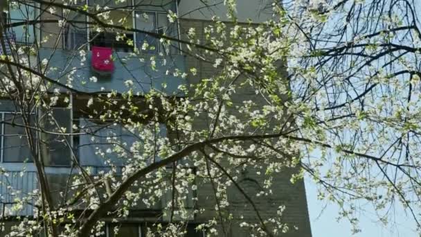 Panorama para baixo em árvores de flor branca na primavera — Vídeo de Stock