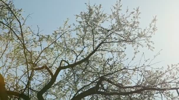 Панорама Вниз Білих Квітучих Деревах Навесні Проти Блакитного Неба — стокове відео