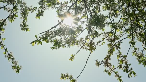 Панорама Вниз Білих Квітучих Деревах Навесні Проти Блакитного Неба — стокове відео