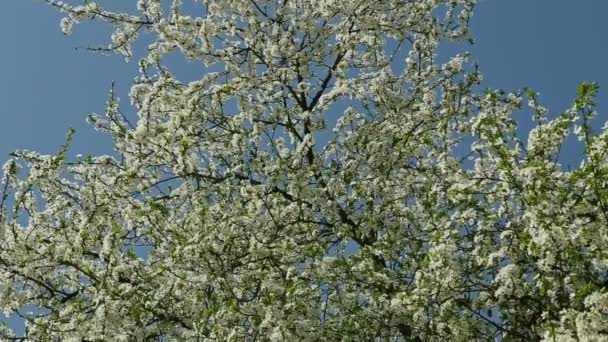 Panorama Abajo Los Árboles Flor Blanca Primavera Contra Cielo Azul — Vídeos de Stock