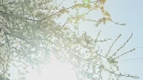 Panorama Ned Vita Blossom Träd Våren Mot Blå Himmel — Stockvideo