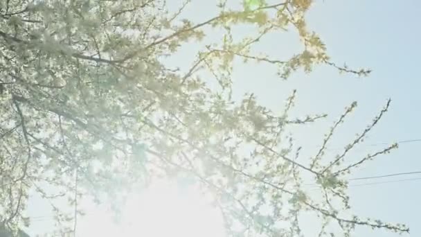 Panorama Para Baixo Árvores Flor Branca Primavera Contra Céu Azul — Vídeo de Stock