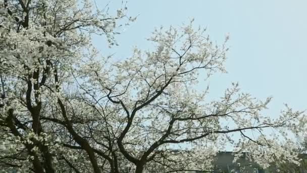 青空住宅上春の白い花の木の左のパノラマ — ストック動画