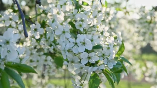 Makro Vinden Skakar Vit Blossom Träd Brunch Våren Mot Solljus — Stockvideo