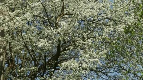 Panorama omhoog op witte bloesem bomen in het voorjaar — Stockvideo