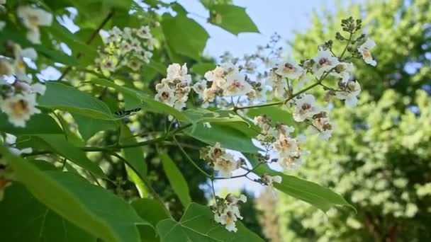 Крупним планом гілка дерева з білими квітами квітів навесні — стокове відео