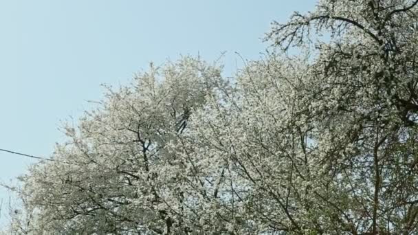 Panorama Abajo Los Árboles Flor Blanca Primavera Contra Cielo Azul — Vídeos de Stock