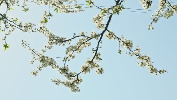 クローズ アップ風揺れる太陽の光と青い空と春の多くの白い花の木ブランチ — ストック動画