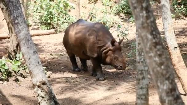 gros rhinocéros sans corne traversent la forêt tropicale en zoo ouvert 