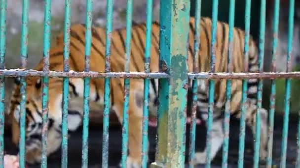 Tigre Bengala Salvaje Camina Detrás Jaula Enrejado Verde Zoológico — Vídeos de Stock