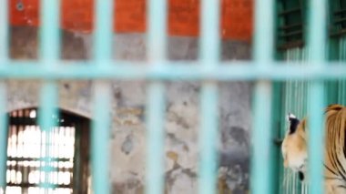 closeup bengal kaplanı kafesinden Hayvanat Bahçesi yeşil kafes arkasında etrafında yürür