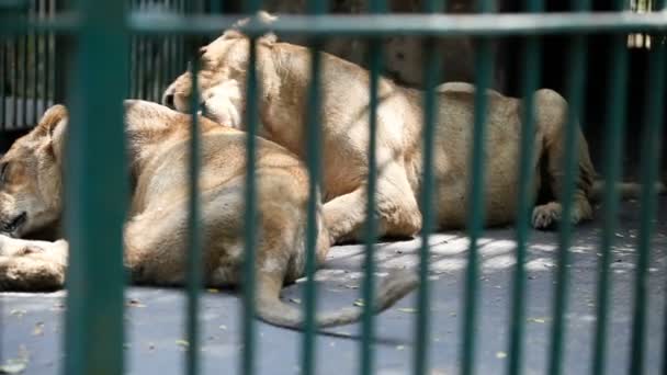 野生のライオンを舐める熱帯動物園で緑の格子の後ろにケージ内の別 — ストック動画