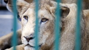 tropikal Hayvanat Bahçesi yeşil kafes arkasında kafesin içine makro iki lionesses dinlenme