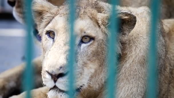 Macro Dos Leonas Descansan Dentro Jaula Detrás Celosía Verde Zoológico — Vídeo de stock