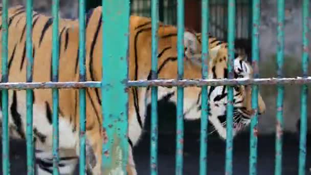 Closeup Wild Bengal Tiger Walks Cage Green Lattice Zoo — Stock Video