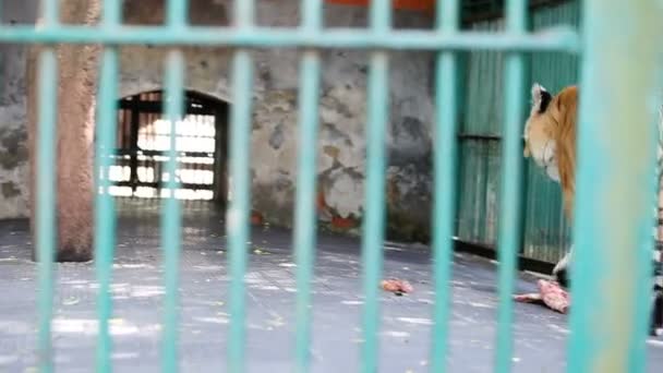 野孟加拉虎在动物园的绿格子后面绕着笼子走 — 图库视频影像