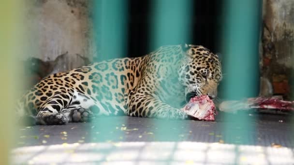 Одинокий Леопард Ест Сырое Мясо Клетке Зеленой Решеткой Тропическом Зоопарке — стоковое видео