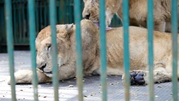 Closeup Lioness Licks Another Cage Green Lattice Tropical Zoo — Stock Video