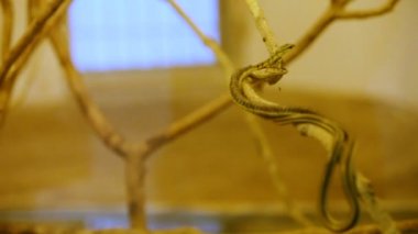 zehirli yılan tropikal Hayvanat Bahçesi terrarium içinde ağaç dalları tırmanmak