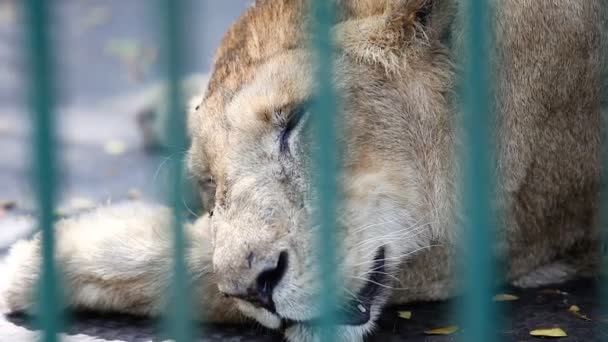 トロピカル動物園で緑の格子の後ろにケージ内クローズ アップ野生ライオンがかかっています — ストック動画