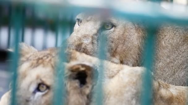 Nahaufnahme Zwei Löwinnen Ruhen Käfig Hinter Grünem Gitter Tropischen Zoo — Stockvideo