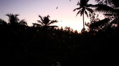 avuç içi siluet günbatımı tropikal orman altında birçok kuşlar uçar