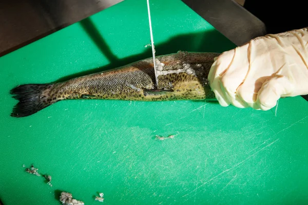 Kochhände Handschuhen Säubern Ganze Rohe Forellenfische Mit Dem Messer Auf — Stockfoto